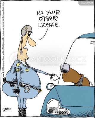 dog license