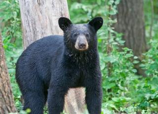 bear forum