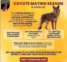 coyotes
