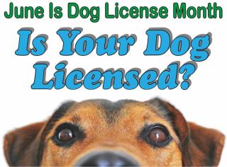 dog license