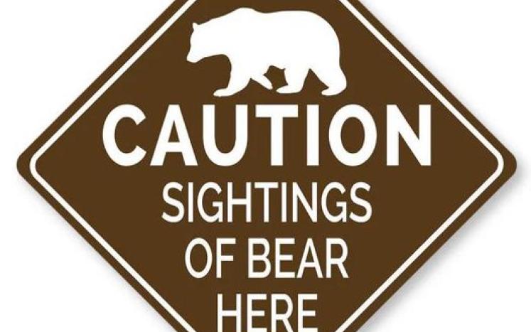 bear sighting