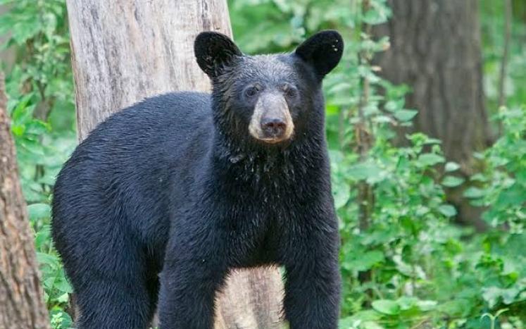 bear forum