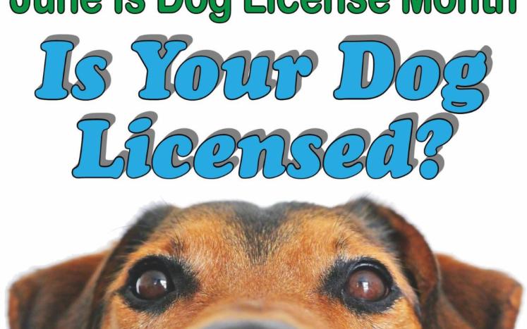 dog license